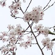 完結 榎本ナリコ 世界制服 全２巻 メルカリ