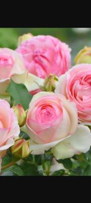 看護助手実務能力認定試験公式テキスト メルカリ