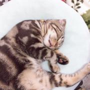 シャネル 長財布 リペア済み 8597850 - メルカリ