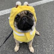 パグ愛好家必見！PUG・置物&ぬいぐるみ・30点以上まとめてセット 