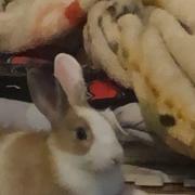 新品ブーメランキャデェリムジンタイプ - メルカリ