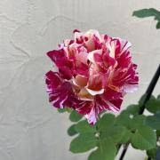 アンティークシルバー リボン 花籠 薔薇、ガーランド バスケット