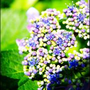 最終値下げ☆新品未使用☆ マルベリー スモールハーロウ ショルダー  