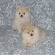 オレ嫁 全巻 小説版 佐野愛莉 単行本 3 メルカリ