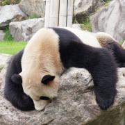 水墨画 犬 メルカリ