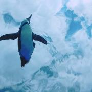 ハウステンボス 木靴キーホルダー2つ マグネット1つセット メルカリ