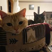 Reefer 170 オーバーフロー 水槽 リーファー 引き取り大阪 メルカリ