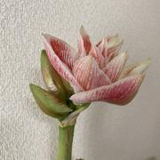 大幅値下げ 新品 高級 大蔵ロクロ工芸の木製御茶櫃 - メルカリ