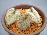 斑入り カンアオイ タマノカンアオイ長沼(ながぬま) - メルカリ 