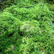 ビカクシダ・ビーチー　苔玉仕立て　※メルカリ便発送　【大株、一点物】 ビカクシダ・ビーチー苔玉仕立て※メルカリ便発送【大株、一点物】