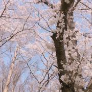 新田美波 夏色の南風 コスプレ 公式 メルカリ