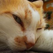 A3! Spotlight アクリルパネル(スタンド) 春夏秋冬組セット - メルカリ