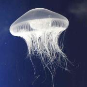 新品 カンフーシューズ キャンディーストリッパー Candy Stripper