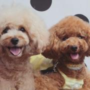 ダイソー みつばち てんとう虫犬の服 メルカリ