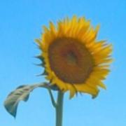 2dk Gペン 目覚まし時計 1 7巻 大沢やよい メルカリ