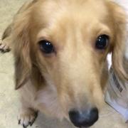 定価8万✨未使用 フォクシー ワンピース 女優襟 Aライン 式典 ブラック  