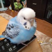 佐川急便 飛脚くんぬいぐるみ メルカリ