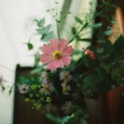 新品 ラーメンズ 日本語学校アメリカン ストラップ メルカリ