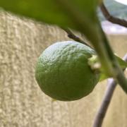 対馬若田石硯 千照作(2076g)➕特煙墨雲華龍付き中古使用品 - メルカリ