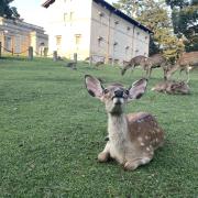 値下げ〇】GLENMORG カッターシャツ - メルカリ 