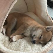 マカロンブルー ラメネイル イニシャル 名入れ オーダー by メルカリ 