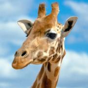 医龍 22巻のみ メルカリ