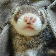 982 .⚠️即購入不可 パネル生地 5/18日受付分9柄1セット1080円 - メルカリ 