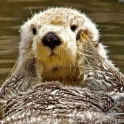 完売品 H&M Mugler ミュグレー スパイラルパネルレギンス ワンピース  