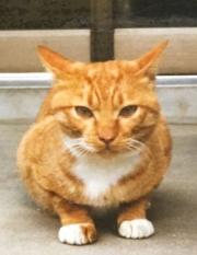 育毛のプロが教える髪が増える髪が太くなるすごい方法 メルカリ