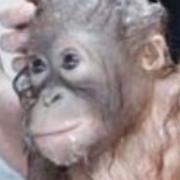 死神様専用 アクアリウム 水槽ライト エコスポットフリー21 メルカリ
