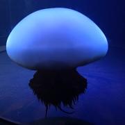 トリッカーズ ジャックコレクション Uチップブーツ ダイナイトソール7