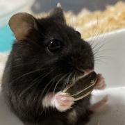 お値下げ ダックス ワンピース メルカリ