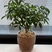 君が笑む夕暮れ メルカリ