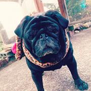 90年代 イギリス軍 PCUジャケット フランス軍 - メルカリ 