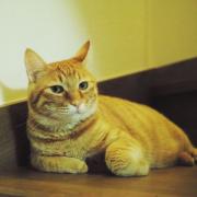 外薗昌也 エマージング 全2巻 メルカリ