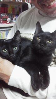 ゆきそら様お取置きレジンヘアゴム 風船に乗った猫ちゃん お空の旅No