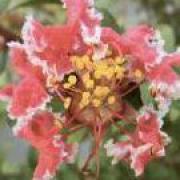 小越勇輝 仮面ライダーキバ ラモン フィギュア メルカリ