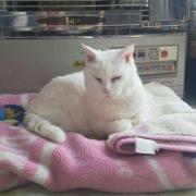 メルカリ ミュリン様 確認画像 スピッツtシャツ ビッグトートバッグ ミュージシャン 99 999 中古や未使用のフリマ