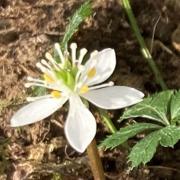 ご確認用】 桃の花 さくら開花中 - メルカリ