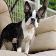 引越し前7/17まで 大幅値下げ】ミュウミュウ ツイードジャケット