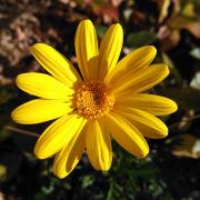 メルカリ 斑入セリ 芹 バイカラーフラミンゴ３本ビオトープにも 植物 観葉植物 640 中古や未使用のフリマ