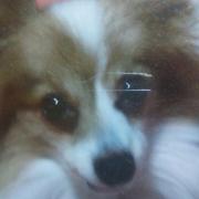 京商 ブリザード EV メカ付き 最終値下げ - メルカリ 