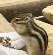 値下げ トミカ まとめ売り7台 さんぴん茶 ゴーヤバス フェアリーz ポケモン他 メルカリ