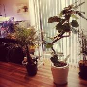 レイマックス900 コトブキ工芸 Led Raymax900 メルカリ