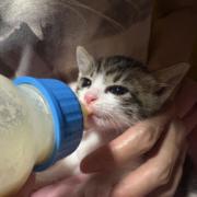 スズキ カタナ スタッフアウター - メルカリ 