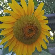 西松屋 レモン柄ワンピース 100cm メルカリ