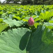 新品未使用 バスマット玄関マット パイナップル カリフォルニア ロンハーマン 系 メルカリ