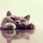 アジアンヴィンテージアンティーク 木製四つ折り屏風 植物絵画付き  