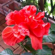 IPAD PRO APPLE PENCIL 一度短時間使用のみ - メルカリ