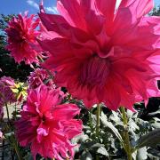 転生者の私に挑んでくる無謀で有望な少女の話 1 メルカリ